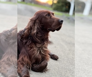 Father of the Golden Irish puppies born on 03/14/2023
