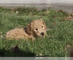 Small Photo #2 Goldendoodle-Poodle (Standard) Mix Puppy For Sale in EMMETT, ID, USA