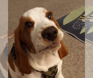 Basset Hound Puppy for sale in LINCOLN, NE, USA