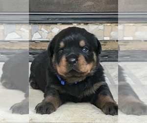 Medium Rottweiler