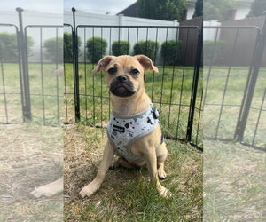 Pug-Unknown Mix Dogs for adoption in Morganville, NJ, USA