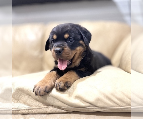 Medium Photo #1 Rottweiler Puppy For Sale in BRIGHTON, CO, USA