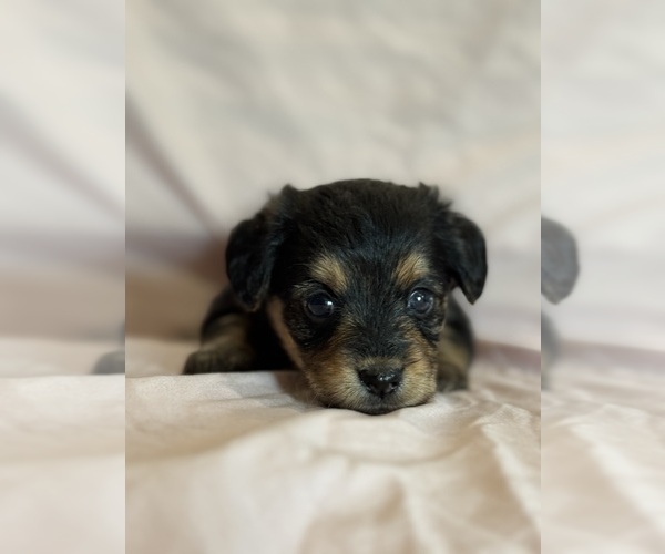 Medium Photo #4 Corgipoo Puppy For Sale in LONGMONT, CO, USA