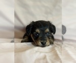Rainbow - Female Corgipoo Puppy for Sale - Photo #4
