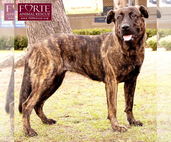 Medium Photo #4 Dutch Shepherd -Labrador Retriever Mix Puppy For Sale in Marina del Rey, CA, USA