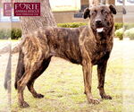 Small #3 Dutch Shepherd -Labrador Retriever Mix