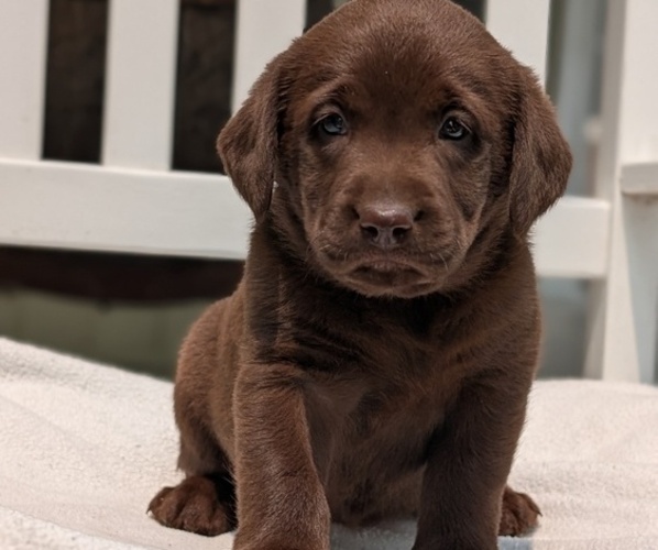 Medium Photo #17 Labrador Retriever Puppy For Sale in GOSHEN, IN, USA