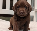 Small #3 Labrador Retriever