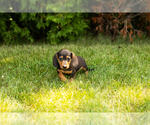 Small #11 Dachshund