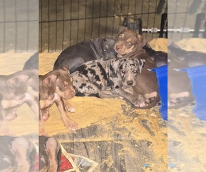American Bully Puppy for sale in ONTARIO, CA, USA