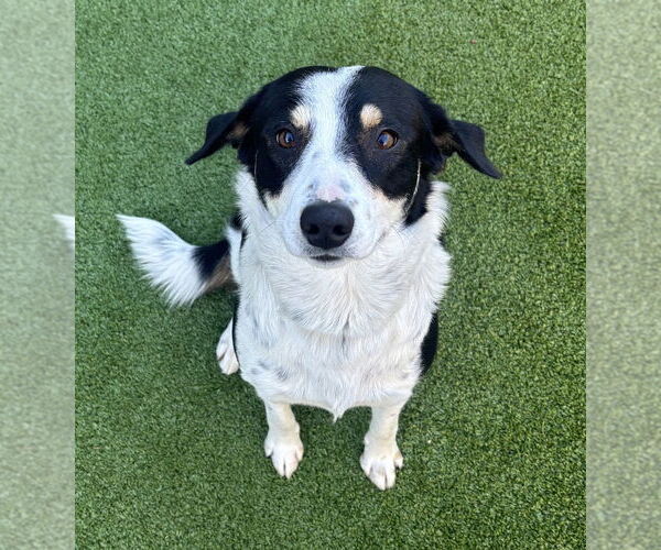 Medium Photo #2 Mutt Puppy For Sale in Salinas, CA, USA