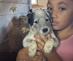 Small #8 Australian Cattle Dog
