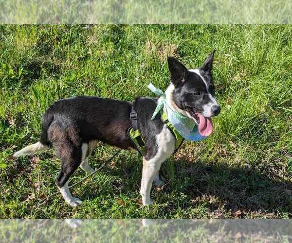 Medium Photo #1 Border Collie-Unknown Mix Puppy For Sale in Anniston, AL, USA