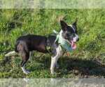 Small Border Collie Mix