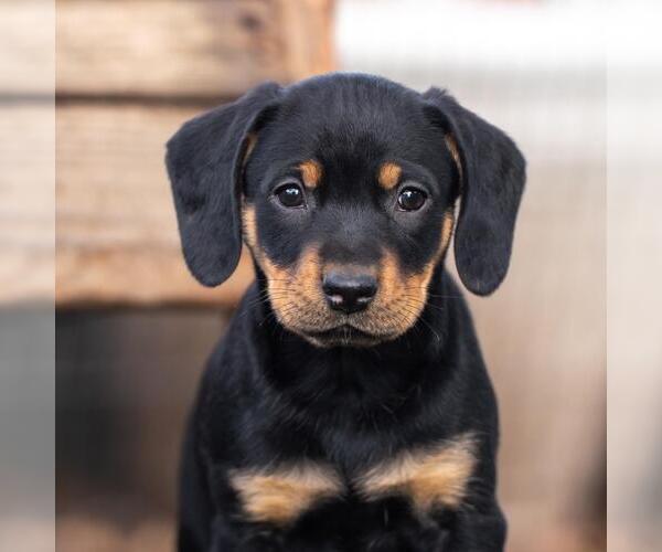 Medium Photo #4 Labrador Retriever-Unknown Mix Puppy For Sale in San Diego, CA, USA