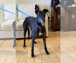 Greyhound Dogs for adoption in Cherry Hill, NJ, USA