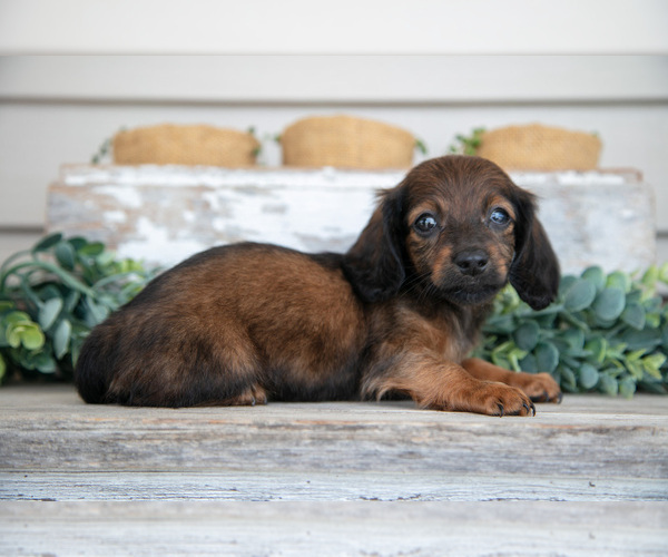 Medium Photo #1 Dachshund Puppy For Sale in NAPPANEE, IN, USA