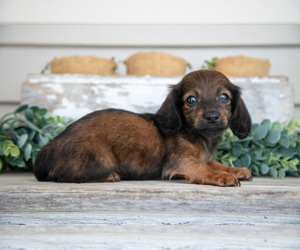 Dachshund Litter for sale in NAPPANEE, IN, USA