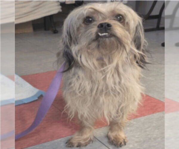 Medium Photo #3 Lhasa Apso-Unknown Mix Puppy For Sale in Lakewood, CO, USA