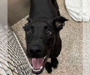 Mutt Dogs for adoption in Martinsburg, WV, USA