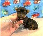 Small #1 Yorkshire Terrier