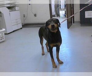Black and Tan Coonhound Dogs for adoption in Fayetteville, NC, USA