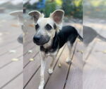Small #3 Poodle (Miniature) Mix