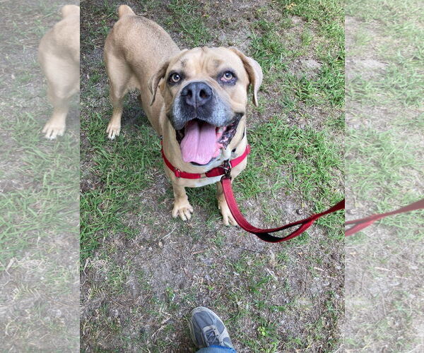 Medium Photo #11 Mutt Puppy For Sale in Virginia Beach, VA, USA