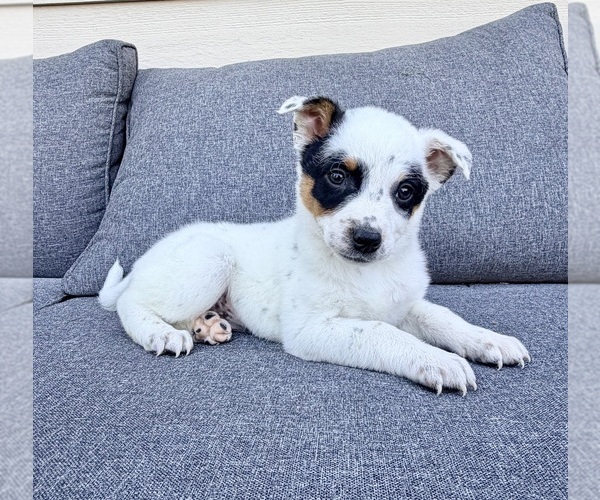 Medium Photo #3 Australian Cattle Dog Puppy For Sale in GREENFIELD, IN, USA