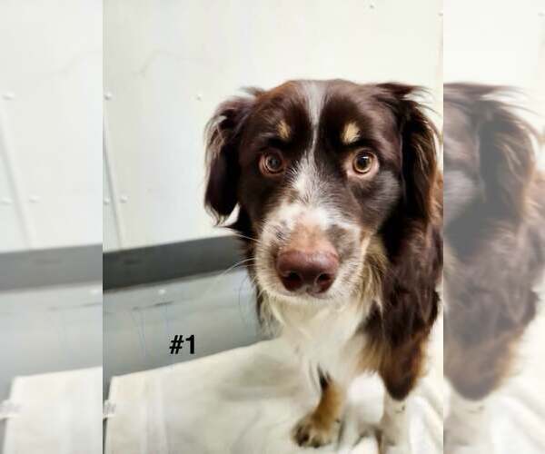 Medium Photo #2 Border Collie Puppy For Sale in Highland, IL, USA
