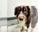 Small #1 Border Collie