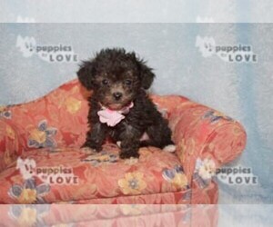 Maltipoo Puppy for sale in SANGER, TX, USA