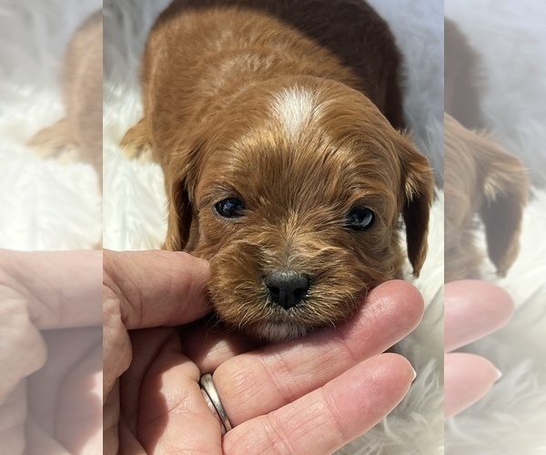 Medium Photo #4 Cavapoo (Toy) Puppy For Sale in NILES, MI, USA