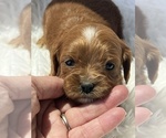 Small #3 Cavapoo (Toy)
