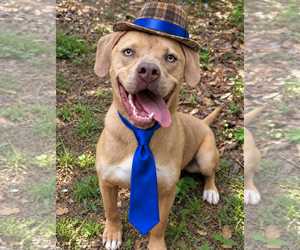 Golden Retriever-Unknown Mix Dogs for adoption in Mt. Laurel, NJ, USA