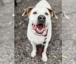 Liam - Male Pointer-Unknown Mix Dog for Adoption - Photo #2