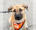 Small #3 Labrador Retriever Mix