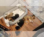 Image preview for Ad Listing. Nickname: Litter of 5