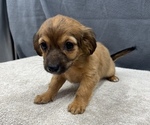 Small Photo #10 Chiweenie Puppy For Sale in SAINT AUGUSTINE, FL, USA