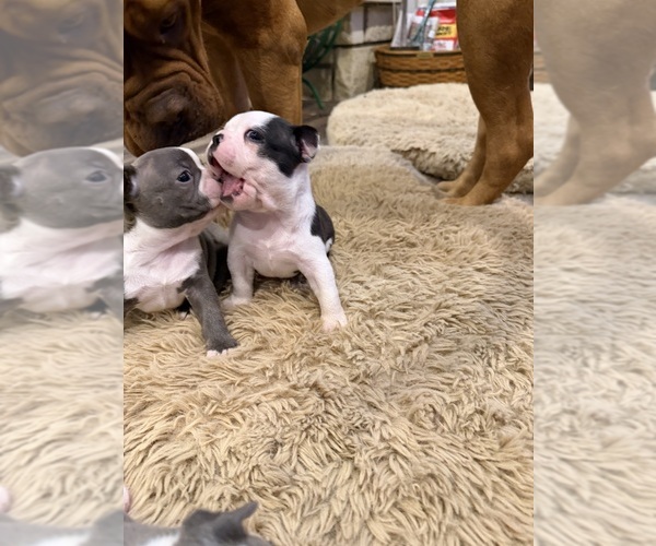 Medium Photo #6 Boston Terrier Puppy For Sale in FREDONIA, KS, USA