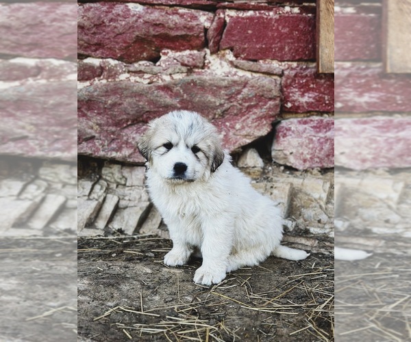 Medium Photo #3 Great Pyrenees Puppy For Sale in VERONA, VA, USA