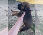Small Photo #20 Cane Corso Puppy For Sale in HEREFORD, AZ, USA