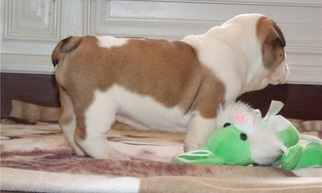 Bulldog Puppy for sale in HACKENSACK, NJ, USA