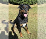 Small #2 Rottweiler Mix