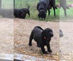 Small #8 Labrador Retriever