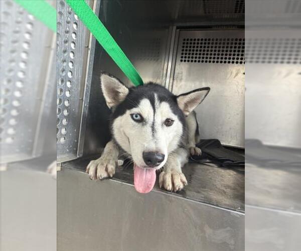 Medium Photo #1 Siberian Husky Puppy For Sale in Texas City, TX, USA