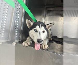 Siberian Husky Dogs for adoption in Texas City, TX, USA