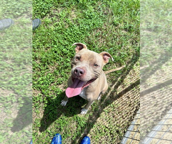 Medium Photo #1 Mutt Puppy For Sale in Abbeville, LA, USA