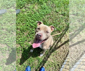Mutt Dogs for adoption in Abbeville, LA, USA
