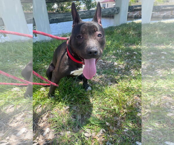 Medium Photo #18 Mutt Puppy For Sale in Pompano Beach , FL, USA